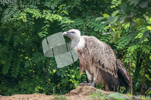 Image of Himalayan vulture or Himalayan griffon vulture