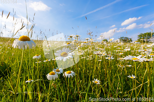 Image of daisy flower field in spring