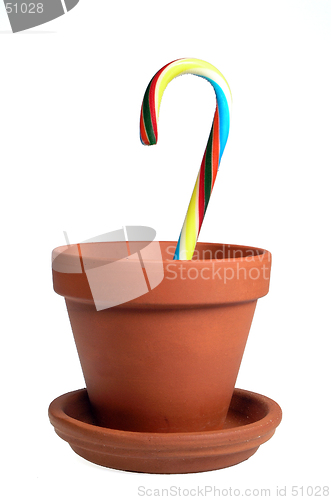 Image of Potted Cane