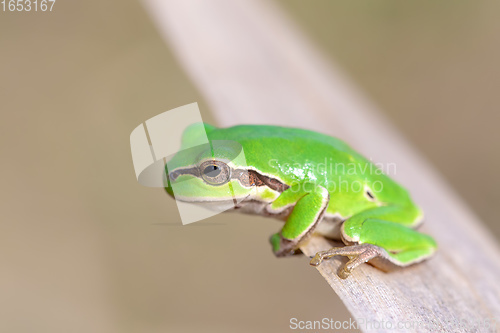 Image of green tree frog Hortobagy, Hungary
