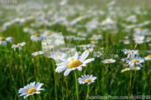 Image of daisy flower field in spring