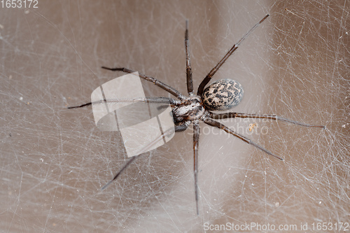 Image of spider in the Liocranidae family on web
