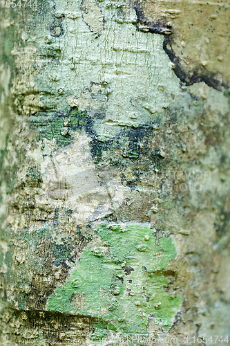 Image of bark texture, pattern for background or backdrop