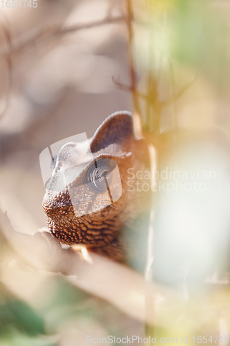 Image of Malagasy giant chameleon, Madagascar