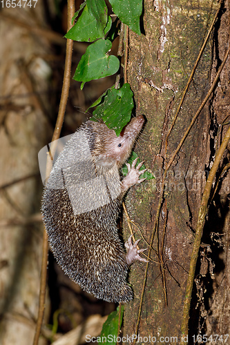 Image of Lesser Hedgehog Tenrec, Echinops telfairi madagascar wildlife