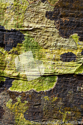 Image of bark texture, pattern for background or backdrop