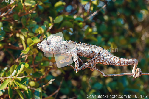 Image of Malagasy giant chameleon, Madagascar