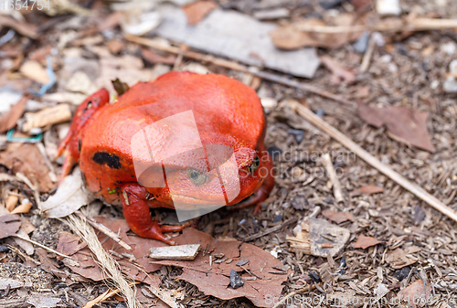 Image of big red Tomato frogs, Dyscophus antongilii