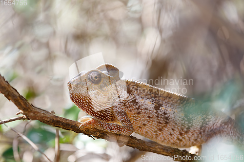 Image of Malagasy giant chameleon, Madagascar