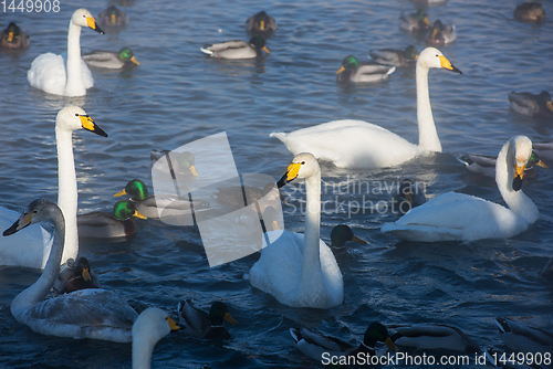 Image of Whooper swans swimming in the lake