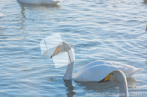 Image of Whooper swans swimming in the lake
