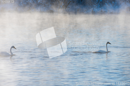 Image of Whooper swans swimming in the lake