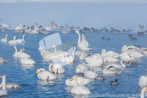 Image of Whooper swans swimming in the lake