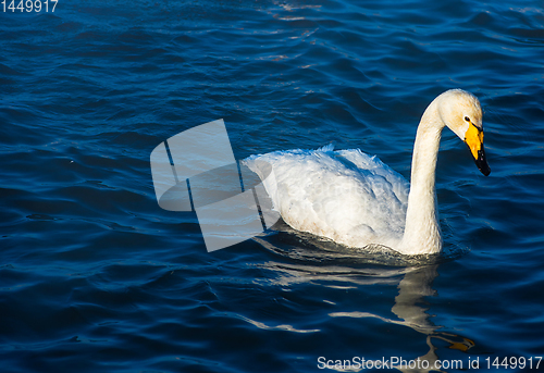 Image of Whooper swans swimming in the lake