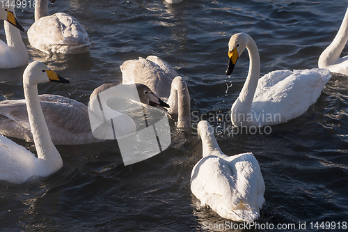 Image of Whooper swans swimming in the lake