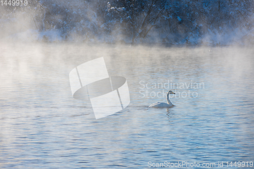 Image of Whooper swans swimming in the lake