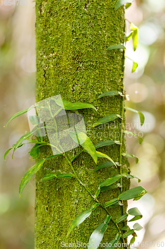 Image of Vanilla plant leafs, madagascar