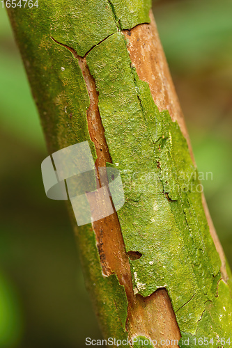 Image of bark texture, pattern for background or backdrop