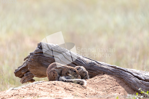 Image of South African ground squirrel Kalahari