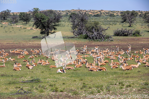 Image of herd of Springbok in kalahari, South Africa wildlife