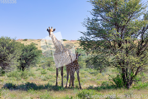 Image of cute Giraffes South Africa wildlife