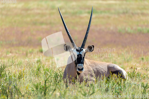 Image of Gemsbok, Oryx gazella in Kalahari