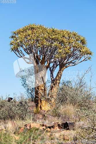 Image of Aloidendron dichotomum, aloe tree, Namibia wilderness