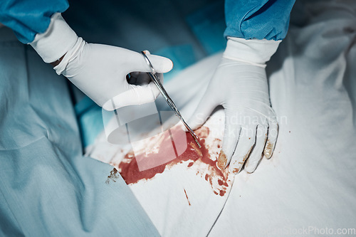 Image of Surgery cut, blood and surgeon doctor hands with medical scissors for hospital and clinic emergency. Health service, injury help and wellness care of a healthcare worker working on patient with tools