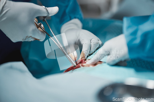 Image of Surgery scissors, blood and doctor hands tools with medical surgeon at hospital and clinic emergency. Health service, doctors and wellness care of a healthcare worker working on a patient with tools