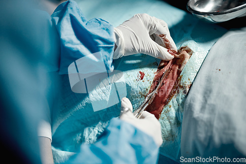 Image of Surgery incision, blood and doctor hands zoom with medical surgeon scissors for hospital emergency. Health service clinic and wellness care of a healthcare worker working on a patient with tools