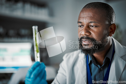 Image of Black man scientist, test tube and plants in lab analysis, biodiversity study and vision for species conservation. Agriculture science, food security innovation or laboratory research for future goal
