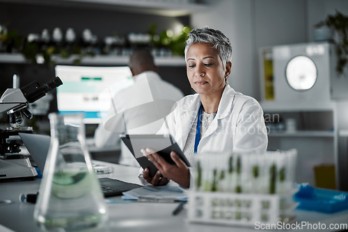 Image of Woman, thinking or tablet in biology laboratory in plant science, medical research or gmo food engineering. Mature scientist, worker or technology for green sustainability, growth innovation or ideas