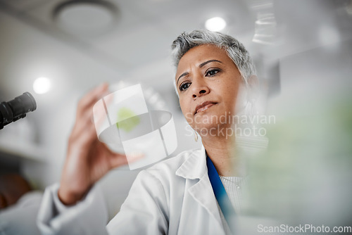 Image of Laboratory scientist, petri dish or leaf sample in medical research. gmo food engineering or nature sustainability test. Thinking, woman or glass plants science in container with innovation or ideas