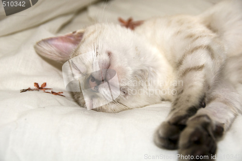 Image of Sleeping kitten