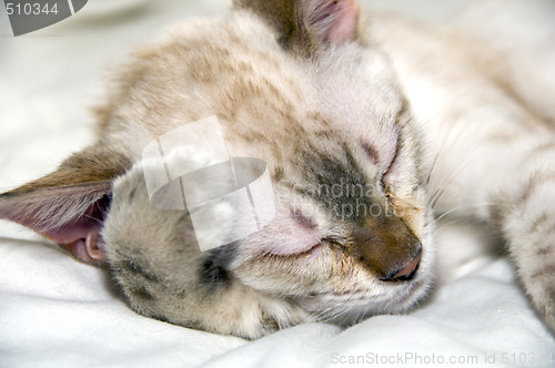 Image of Sleeping kitten