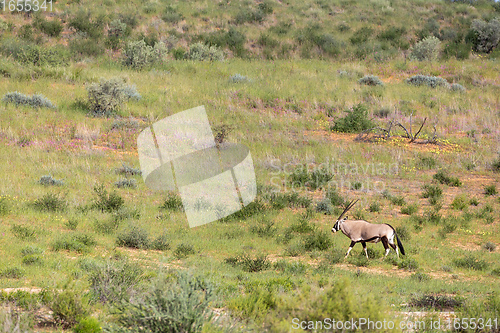 Image of Gemsbok, Oryx gazella in Kalahari