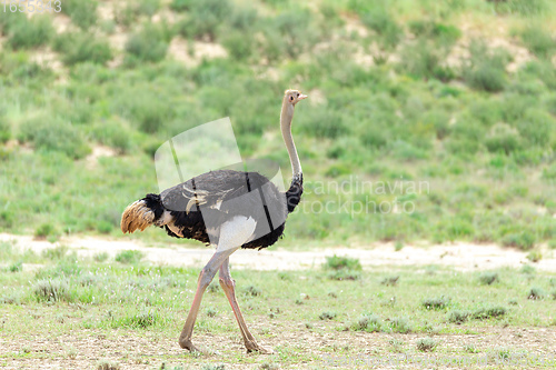 Image of Ostrich, in Kalahari,South Africa wildlife safari