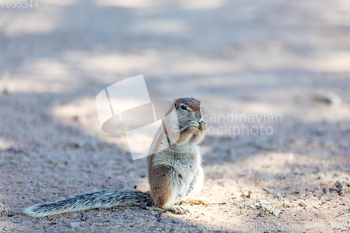 Image of South African ground squirrel Kalahari