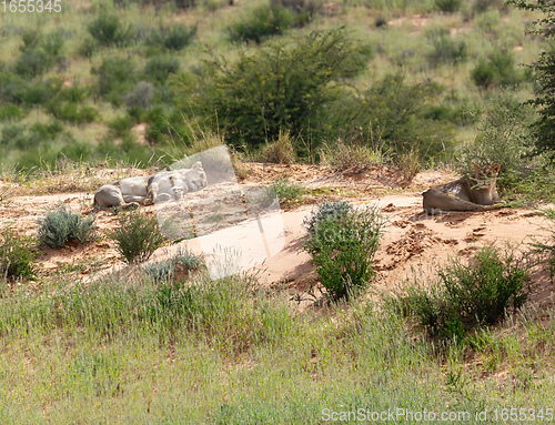 Image of Female Lion Lying in Kalahari desert, South Africa wildlife