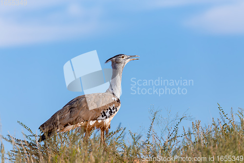 Image of Kori Bustard Kalahari South Africa