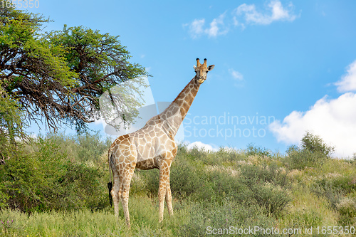 Image of cute Giraffe South Africa wildlife