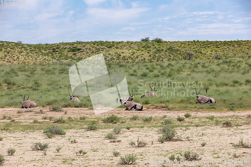 Image of Gemsbok, Oryx gazella in Kalahari