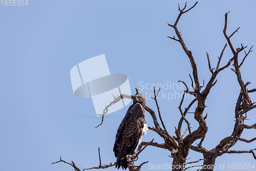 Image of Majestic martial eagle perched on dead tree, Namibia Africa safari wildlife