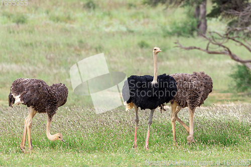 Image of Ostrich, in Kalahari,South Africa wildlife safari