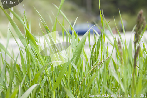 Image of Green herb