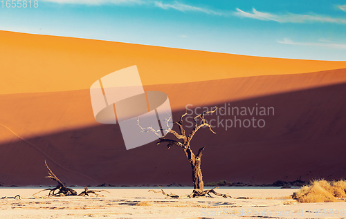 Image of Dead Vlei landscape in Sossusvlei, Namibia