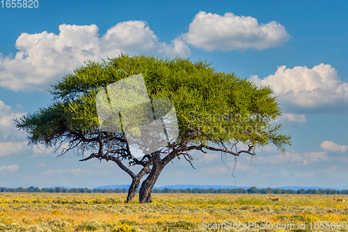 Image of Blooming Kalahari desert South Africa wilderness