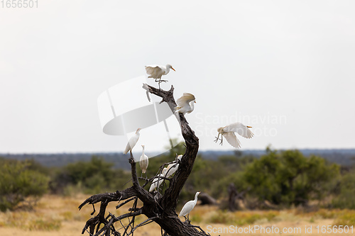 Image of cattle egret namibia Africa safari wildlife