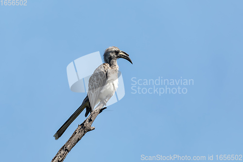 Image of African Grey Hornbill, Botswana, Africa wildlife