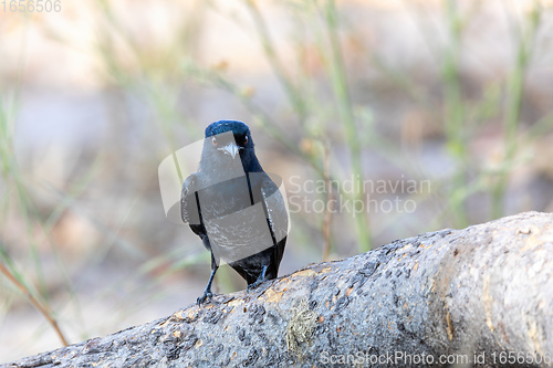 Image of bird Fork-tailed Drongo Africa Namibia safari wildlife